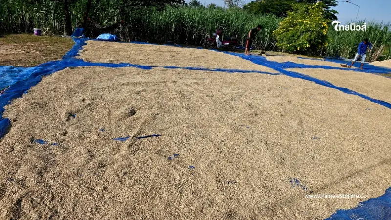 ชาวนาหนองหญ้าแก้ว เร่งเก็บเกี่ยวผลผลิต ยอมขาดทุนเกี่ยวข้าวยังไม่ทันสุก