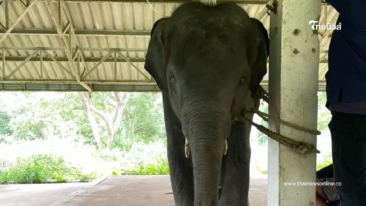 น้องก้านกล้วย ช้างน้อยวัย 4 ขวบ เข้ารักษาที่กำแพงแสนเนิร์สเซอรี่ น้องก้านกล้วย ช้างน้อยวัย 4 ขวบ เข้ารักษาที่กำแพงแสนเนิร์สเซอรี่
