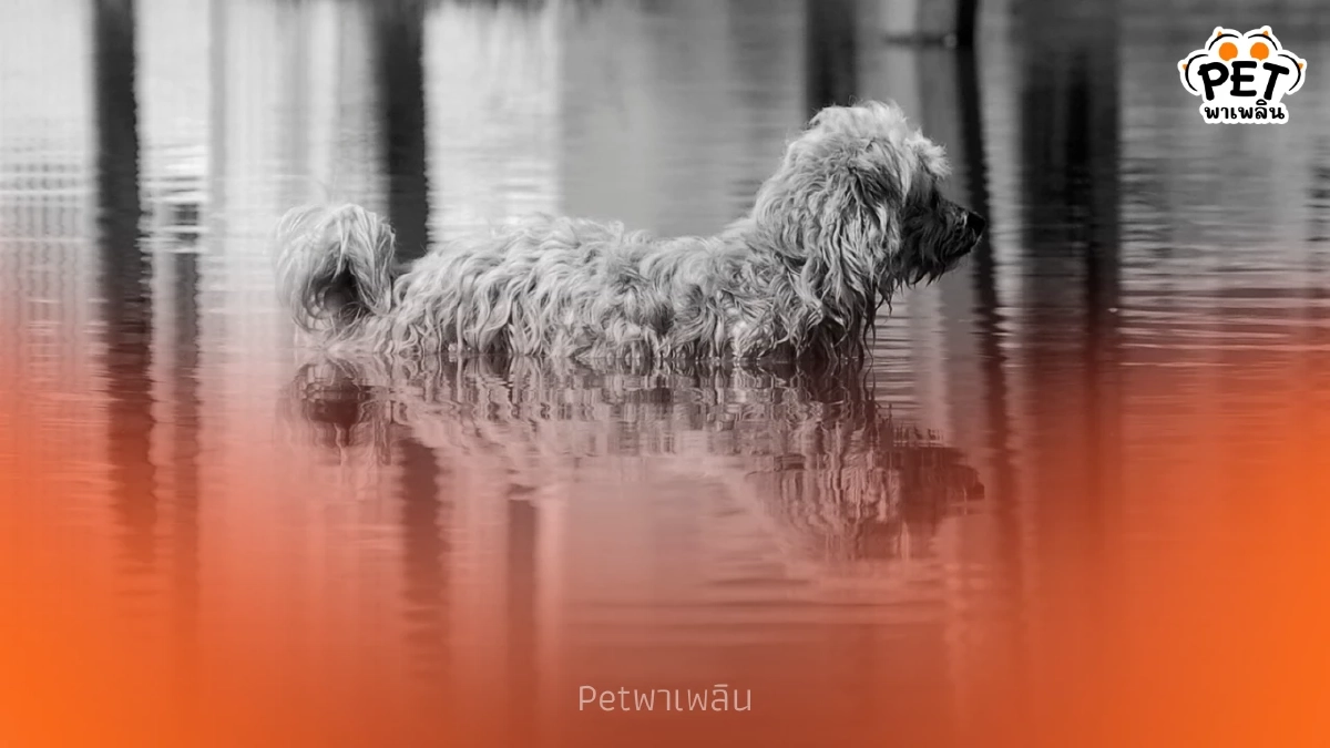 เตรียมสัตว์เลี้ยงให้ปลอดภัยช่วงน้ำท่วม ทำตามง่าย ปลอดภัยแน่นอน