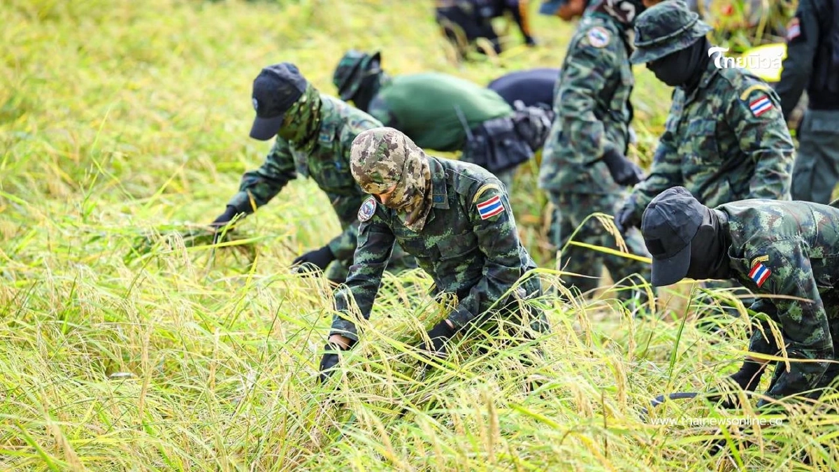 กองกำลังบูรพา อำนวยความสะดวกช่วยชาวนาในฤดูกาลเก็บเกี่ยว