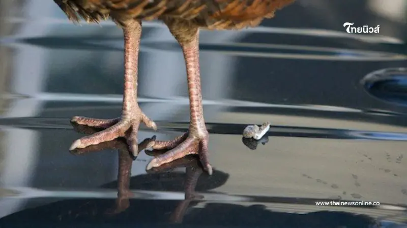 เปิดความเชื่อ ลางบอกเหตุเกี่ยวกับโชคลาภ มีอะไรบ้างสายมูห้ามพลาด เปิดความเชื่อ ลางบอกเหตุเกี่ยวกับโชคลาภ มีอะไรบ้างสายมูห้ามพลาด