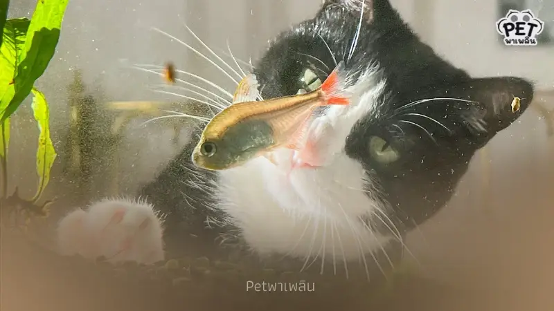 ทำไมแมวหลงใหล ตู้ปลา เหมือนดูซีรีส์ เผยสาเหตุแท้จริงสุดน่ารัก