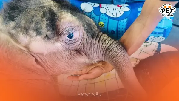 “พังข้าวต้ม” ลูกช้างป่าป่วยหนัก ลำไส้อักเสบ-น้ำตาลในเลือดตก