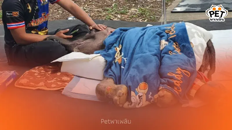 อาการ ‘พังข้าวต้ม’ ดีขึ้นต่อเนื่อง ทีมสัตวแพทย์ดูแลใกล้ชิด