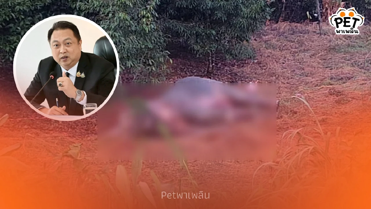 สั่งเร่งดำเนินคดีช้างป่าล้ม จากไฟฟ้าช็อต 3 ซากที่จันทบุรี สั่งเร่งดำเนินคดีช้างป่าล้ม จากไฟฟ้าช็อต 3 ซากที่จันทบุรี