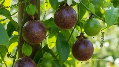 เคล็ดลับเสาวรสติดผลดี ผลใหญ่ หวาน เพิ่มทั้งปริมาณและคุณภาพ