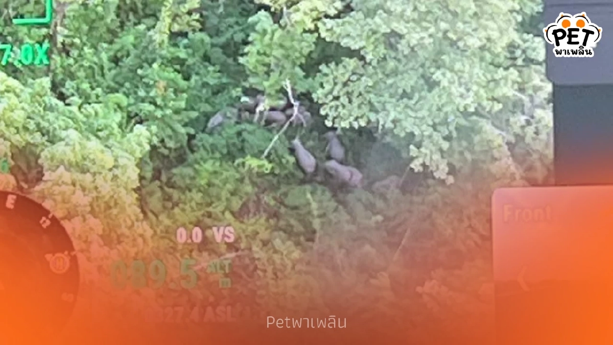 คืบหน้า “ลูกช้างพลัดหลง” ปีนคอกหนี! ล่าสุดพบรอยแม่ลูกในป่า