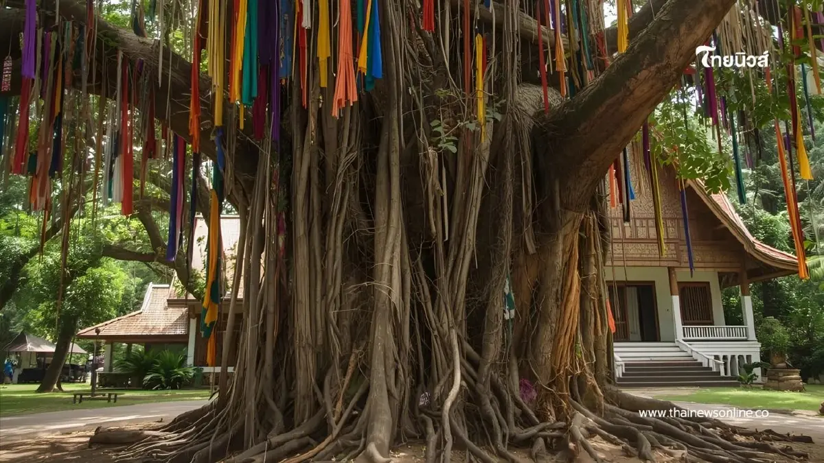 แค่เห็นก็ขนลุก เปิดความเชื่อโบราณเกี่ยวกับ ต้นไทร ที่คนยุคนี้ไม่เคยรู้