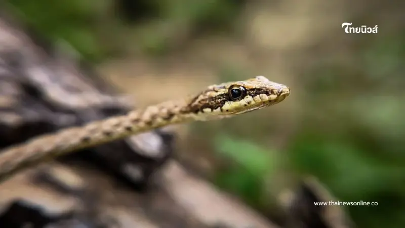 งูเถา นักอำพรางแห่งพงไพร เสน่ห์งามซ่อนเร้นของนักล่ากลางวัน งูเถา นักอำพรางแห่งพงไพร เสน่ห์งามซ่อนเร้นของนักล่ากลางวัน