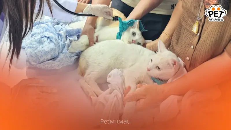 ทีมสัตวแพทย์ ม.อ. ลุยช่วยสัตว์เลี้ยงอพยพกลางวิกฤตหนัก