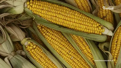 ไฟเขียว!นำเข้า"ข้าวโพดเลี้ยงสัตว์" ปี 69 โควตา 1 ล้านตัน ภาษี 0%