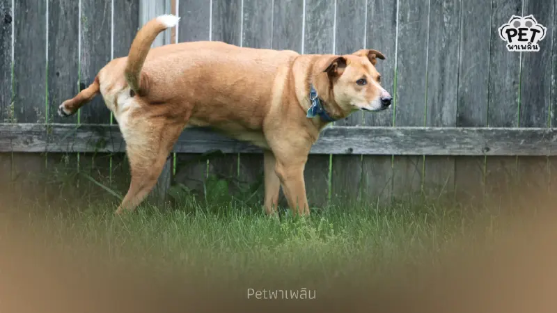 หมาฉี่ไม่เป็นที่ทั่วบ้าน! เปิดเคล็ดลับฝึกน้องให้ฉี่ถูกจุด หมาฉี่ไม่เป็นที่ทั่วบ้าน! เปิดเคล็ดลับฝึกน้องให้ฉี่ถูกจุด