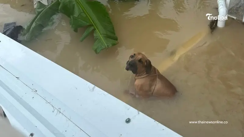 วิงวอนขอความช่วยเหลือด่วนครอบครัวติดหลังคาน้ำท่วมหนักที่เกาะหมี หาดใหญ่