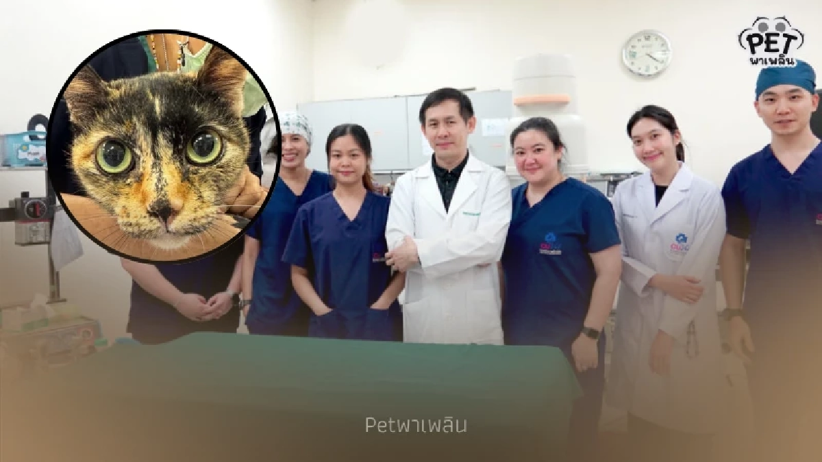 สัตวแพทยจุฬาฯ ฝังเครื่องกระตุ้นหัวใจในแมว สำเร็จครั้งแรกของไทย สัตวแพทยจุฬาฯ ฝังเครื่องกระตุ้นหัวใจในแมว สำเร็จครั้งแรกของไทย