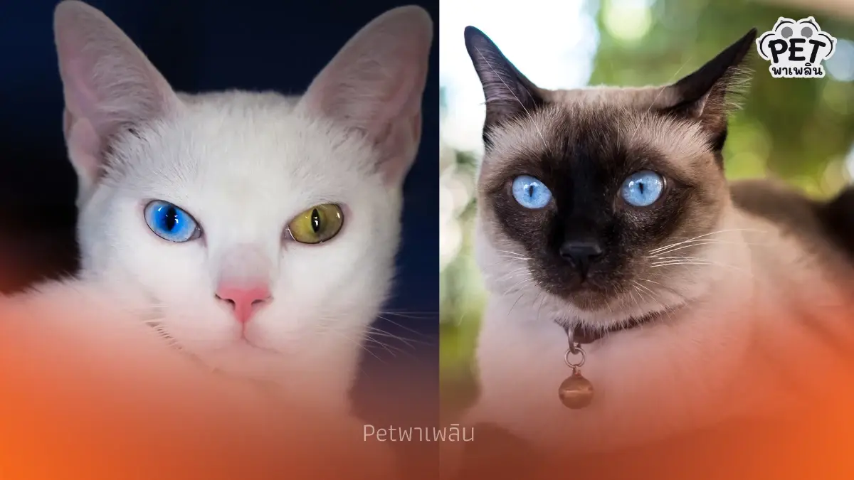 ครม. เห็นชอบยก “แมวไทย” เป็นเอกลักษณ์ประจำชาติประเภทสัตว์เลี้ยง