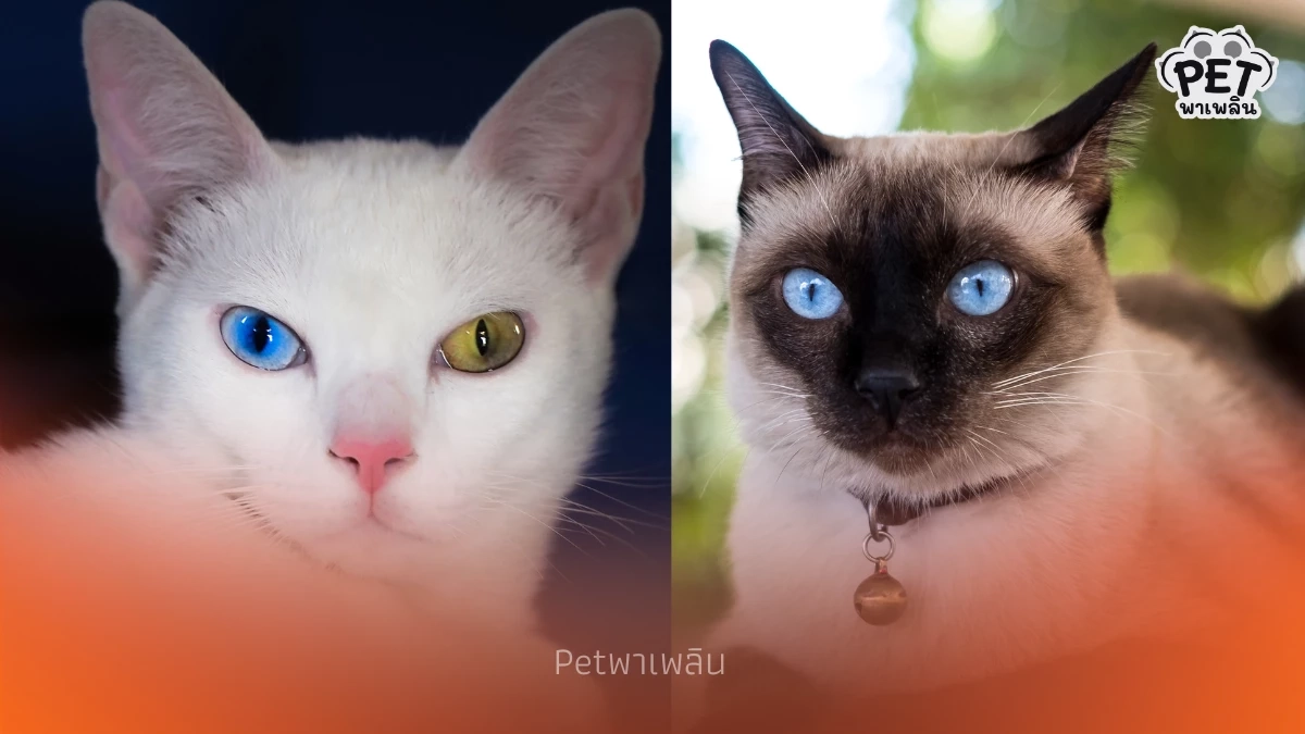 ครม. เห็นชอบยก “แมวไทย” เป็นเอกลักษณ์ประจำชาติประเภทสัตว์เลี้ยง ครม. เห็นชอบยก “แมวไทย” เป็นเอกลักษณ์ประจำชาติประเภทสัตว์เลี้ยง