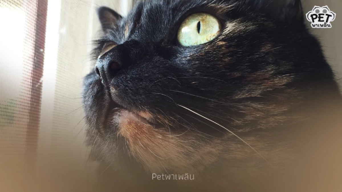 ทำไมแมวชอบดูนก? เปิดสัญชาตญาณล่าและความสุขของน้องแมว ทำไมแมวชอบดูนก? เปิดสัญชาตญาณล่าและความสุขของน้องแมว