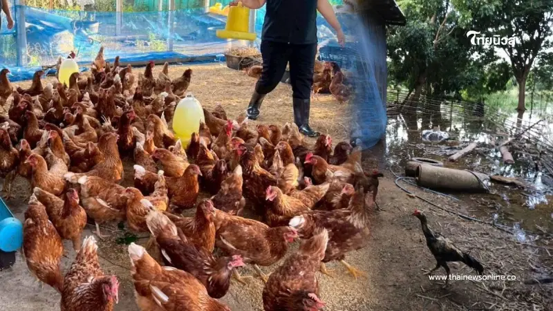 กรมปศุสัตว์ ลงพื้นที่เยียวยาเกษตรกรผู้เลี้ยงสัตว์ชัยนาทที่ประสบภัยน้ำท่วม กรมปศุสัตว์ ลงพื้นที่เยียวยาเกษตรกรผู้เลี้ยงสัตว์ชัยนาทที่ประสบภัยน้ำท่วม