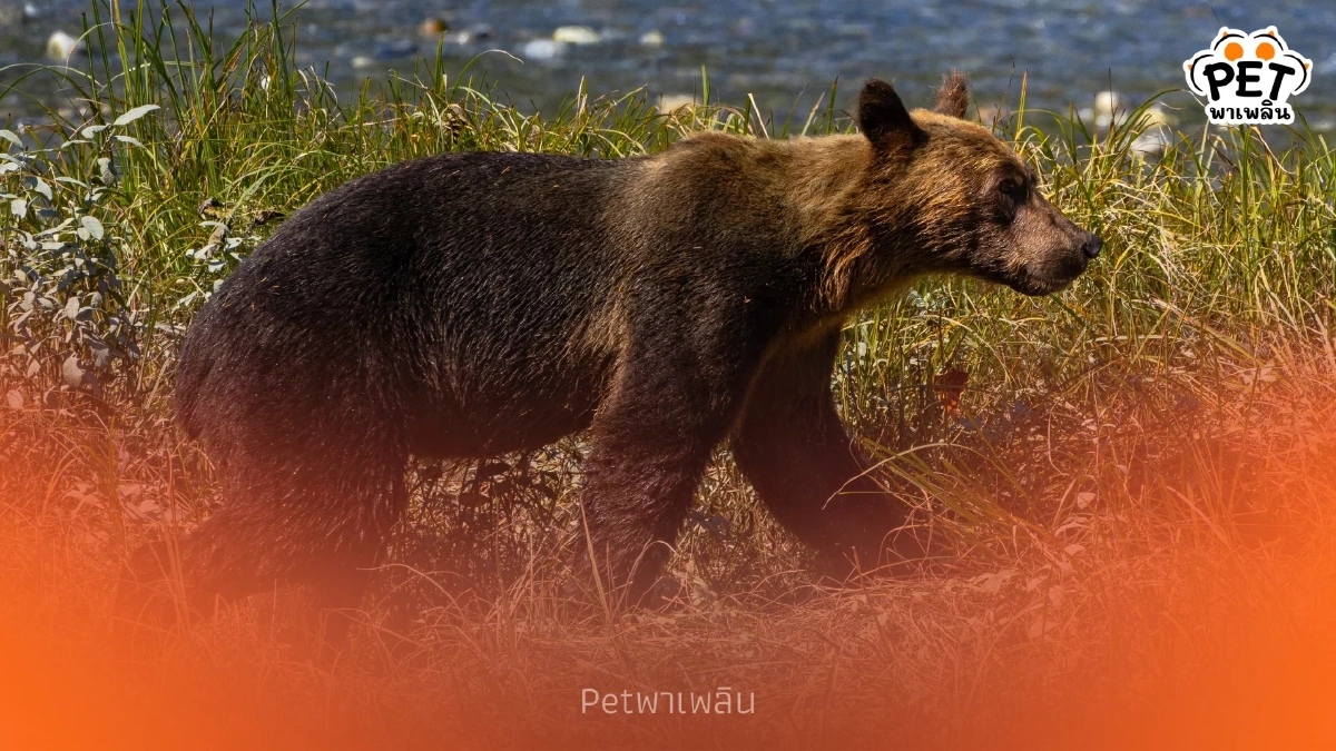 หมีสีน้ำตาลฮอกไกโด “ฮิกุมะ” นักล่าอันดับหนึ่งแห่งญี่ปุ่น หมีสีน้ำตาลฮอกไกโด “ฮิกุมะ” นักล่าอันดับหนึ่งแห่งญี่ปุ่น