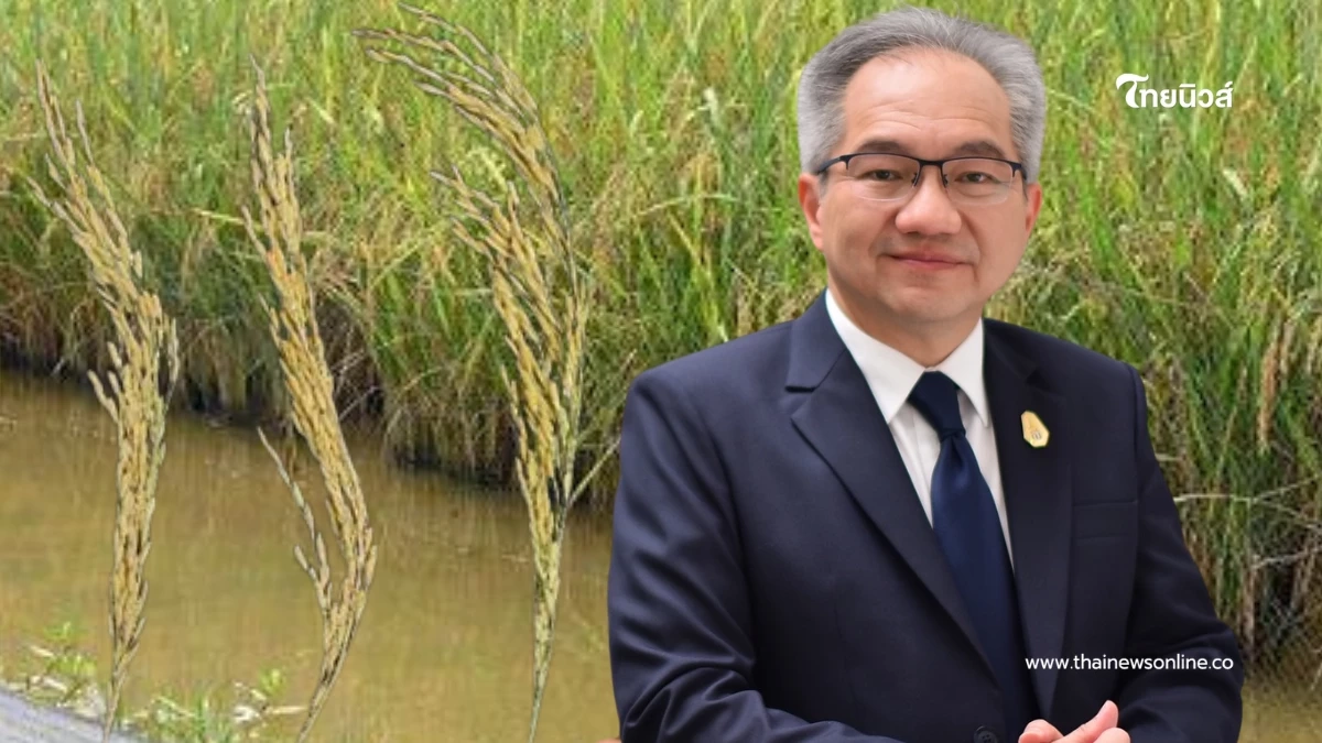 อว.–สวทช. ยัน ข้าวหอมสยาม ปลอดภัย ไม่ใช่ GMO ดันเป็นพันธุ์ทางเลือก อว.–สวทช. ยัน ข้าวหอมสยาม ปลอดภัย ไม่ใช่ GMO ดันเป็นพันธุ์ทางเลือก