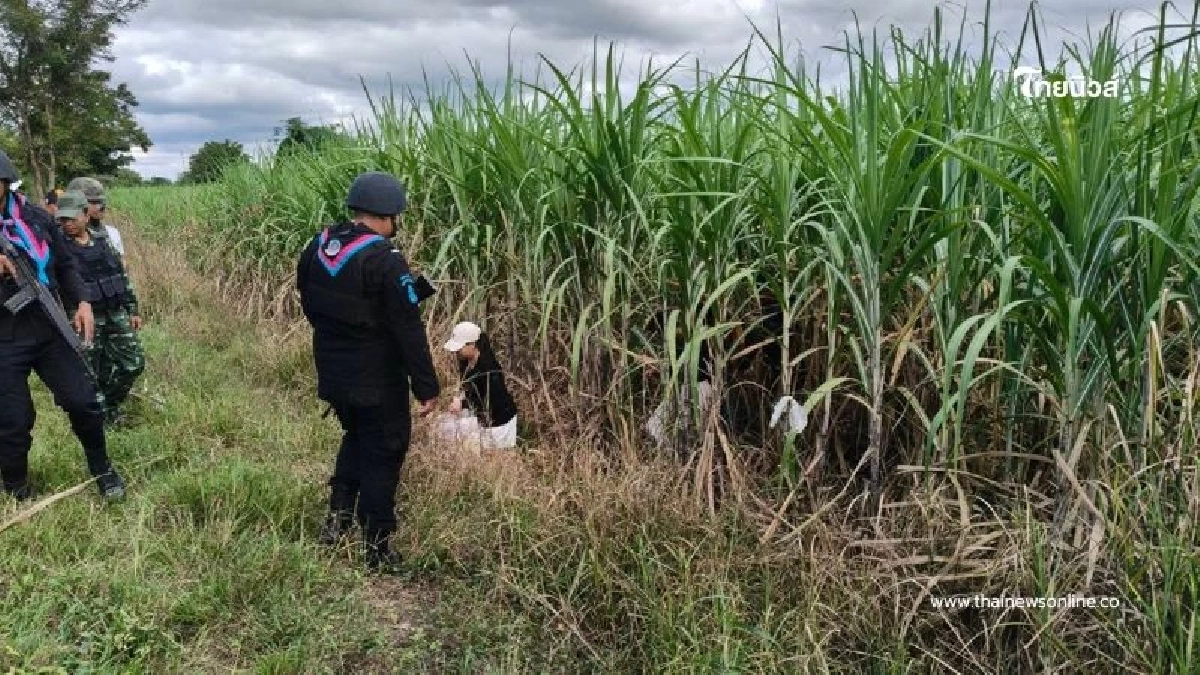 สกัดจับ 4 คนไทยกลางไร่อ้อยชายแดนสระแก้ว สารภาพถูกชักชวนทำงาน สกัดจับ 4 คนไทยกลางไร่อ้อยชายแดนสระแก้ว สารภาพถูกชักชวนทำงาน