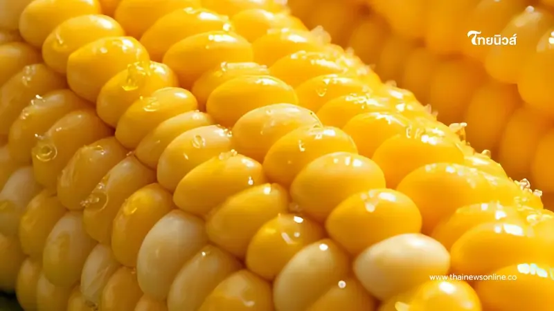 ครม.ไฟเขียว นำเข้าข้าวโพด-ข้าวสาลี ปี 69 จัดโควตา 1 ล้านตัน ครม.ไฟเขียว นำเข้าข้าวโพด-ข้าวสาลี ปี 69 จัดโควตา 1 ล้านตัน