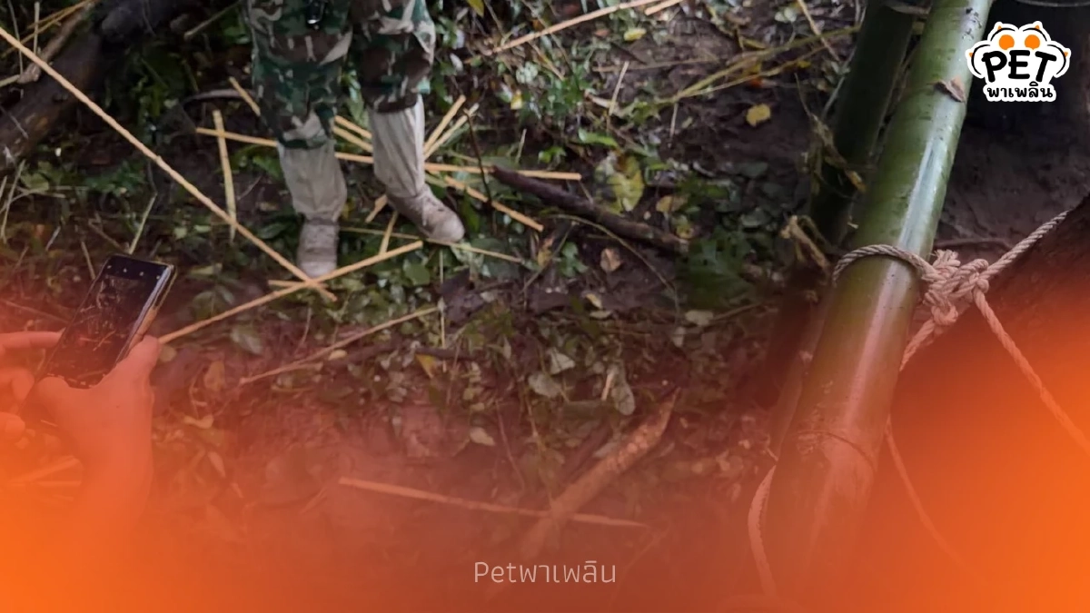 ลูกช้างพลัดหลงห้วยขาแข้ง หลุดคอกหนี เจ้าหน้าที่เร่งค้นหาอีกรอบ