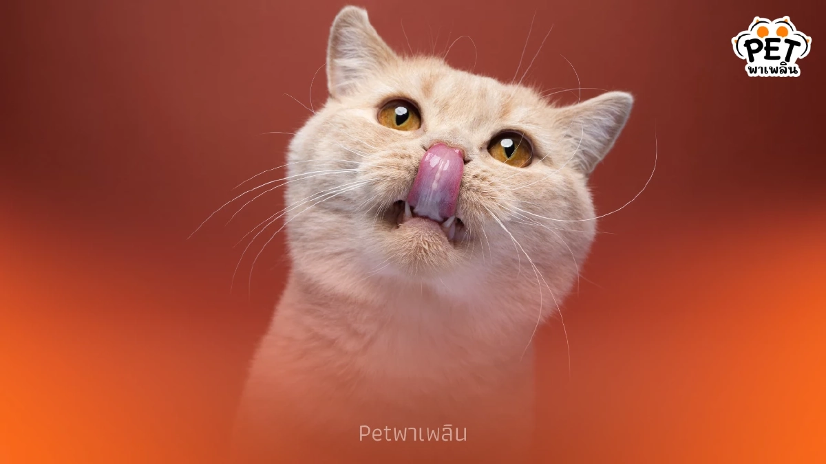 ทำไมแมวเลียคุณ? ความลับความรัก ความไว้ใจ ที่เจ้าของต้องรู้