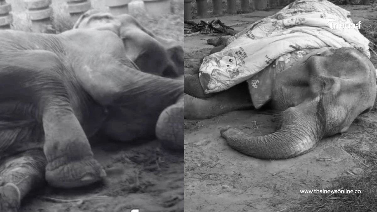 เศร้า พังยายมีสิทธิ์ ล้มแล้ว ปิดตำนานอดีตช้างใช้งานกว่า 8 ทศวรรษ เศร้า พังยายมีสิทธิ์ ล้มแล้ว ปิดตำนานอดีตช้างใช้งานกว่า 8 ทศวรรษ