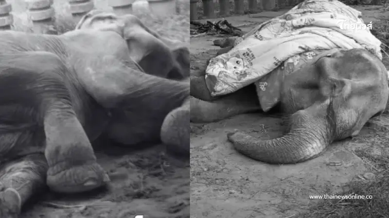 เศร้า พังยายมีสิทธิ์ ล้มแล้ว ปิดตำนานอดีตช้างใช้งานกว่า 8 ทศวรรษ เศร้า พังยายมีสิทธิ์ ล้มแล้ว ปิดตำนานอดีตช้างใช้งานกว่า 8 ทศวรรษ