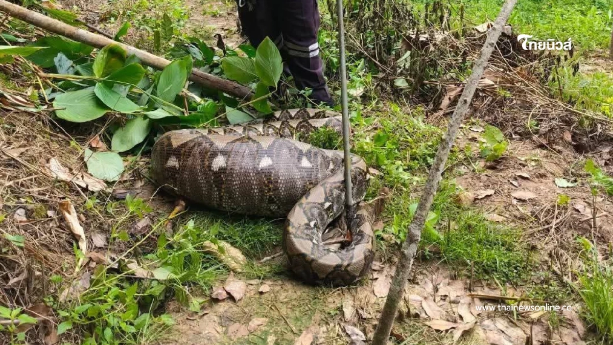 งูเหลือมท้องโตโผล่สวนยาง บางขัน! กู้ภัยเร่งย้ายเข้าป่าลึก