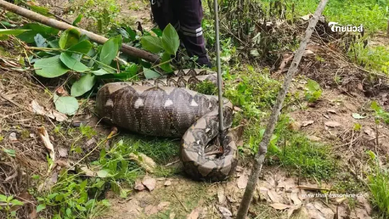 งูเหลือมท้องโตโผล่สวนยาง บางขัน! กู้ภัยเร่งย้ายเข้าป่าลึก
