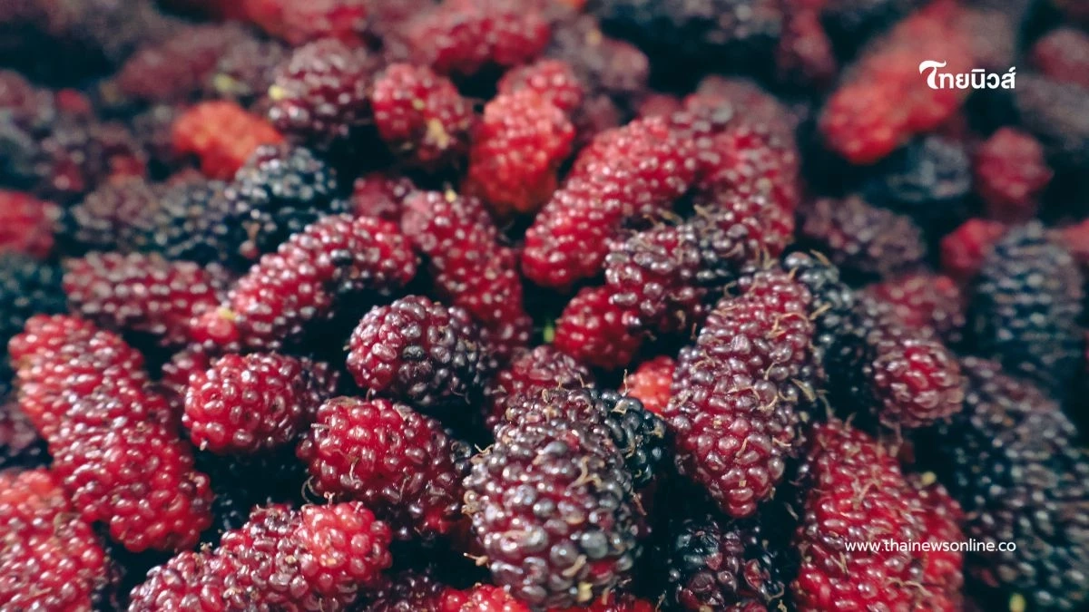 ลูกหม่อน มีประโยชน์หลากหลาย แต่หลายคนมักมองข้าม มีรายละเอียด