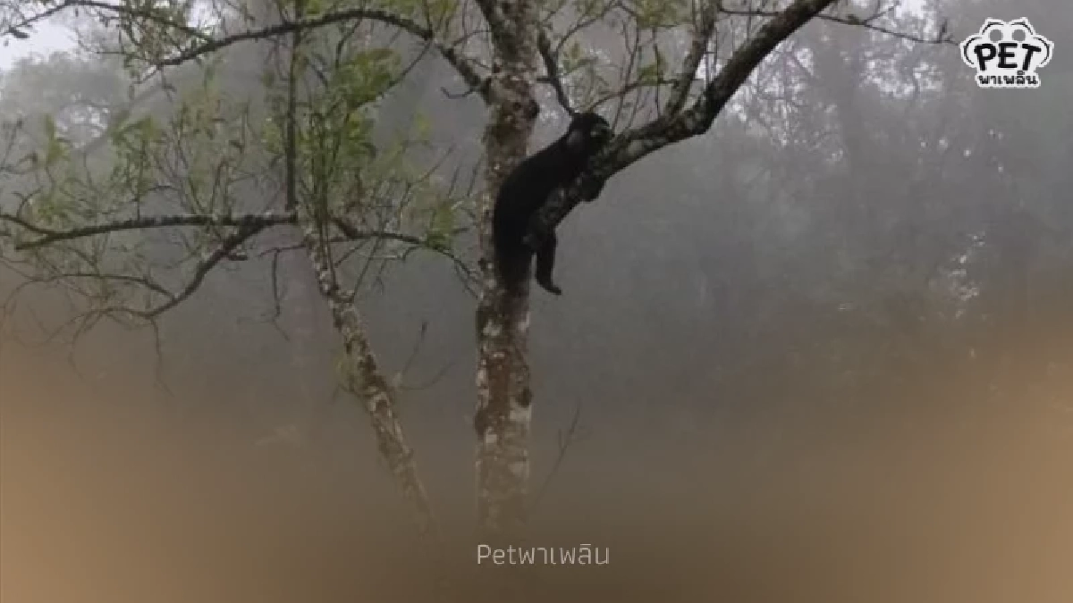 เขาพะเนินทุ่งเปิดวันแรก “น้องทุเรียน” โผล่ต้อนรับนักท่องเที่ยว