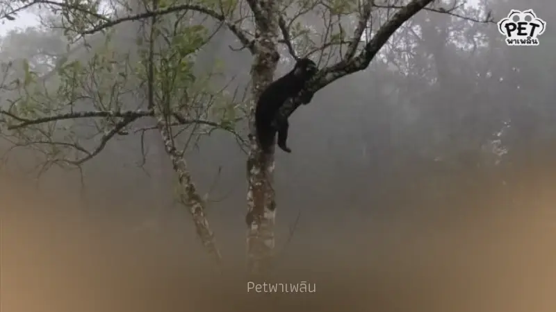 เขาพะเนินทุ่งเปิดวันแรก “น้องทุเรียน” โผล่ต้อนรับนักท่องเที่ยว