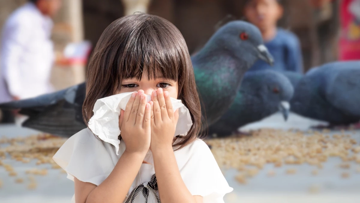 เล่นกับนกพิราบครั้งเดียว เกือบถึงขั้นเยื่อหุ้มสมองอักเสบ!