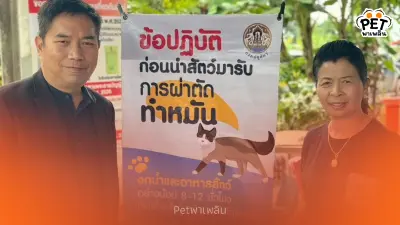 ปศุสัตว์โคราชทำหมันหมา–แมวฟรี ลดเสี่ยงโรคพิษสุนัขบ้า