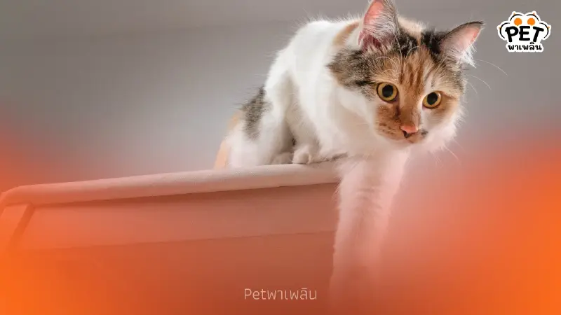 เปิดสาเหตุแท้จริง! พฤติกรรม ทำไมแมวชอบปัดข้าวของตกโต๊ะ