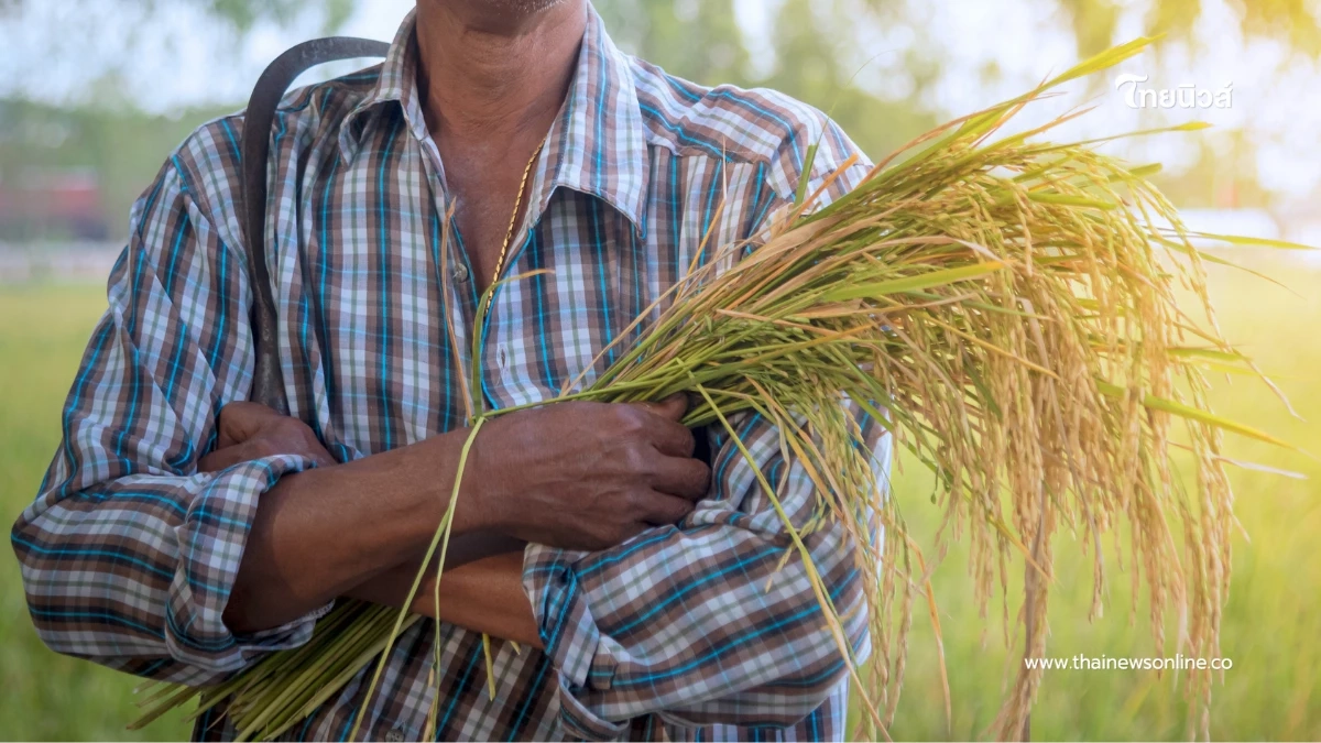 ราคาข้าวร่วงหนัก ชาวนาเผย “ขายถูกกว่าบะหมี่กึ่งสําเร็จรูป1 ซอง”