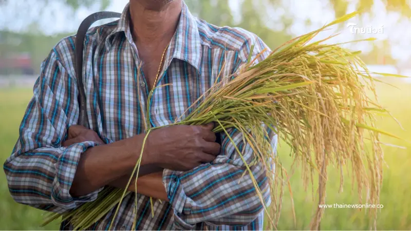 ราคาข้าวร่วงหนัก ชาวนาเผย “ขายถูกกว่าบะหมี่กึ่งสําเร็จรูป1 ซอง”