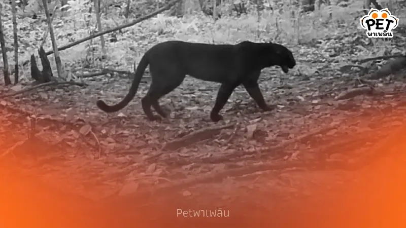 กล้องดักถ่ายแก่งกระจานพบสัตว์ป่าหายาก 26 ชนิด ยืนยันป่าสมบูรณ์ กล้องดักถ่ายแก่งกระจานพบสัตว์ป่าหายาก 26 ชนิด ยืนยันป่าสมบูรณ์