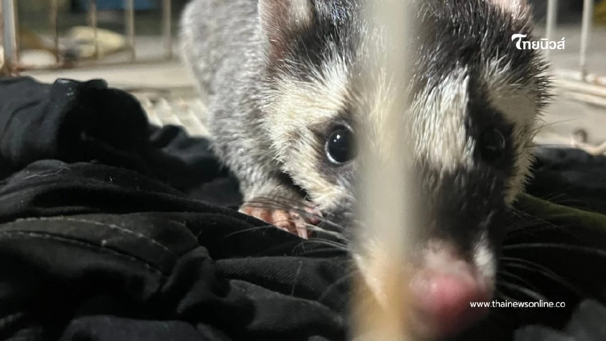 พบ "หมาหริ่ง" พลัดหลง! ประชาชนแจ้งสายด่วนพิทักษ์ป่า 1362 พบ "หมาหริ่ง" พลัดหลง! ประชาชนแจ้งสายด่วนพิทักษ์ป่า 1362