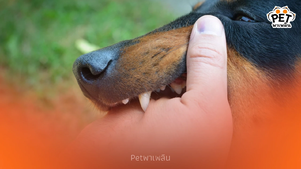 ด่วน ประกาศเขตควบคุมโรค พิษสุนัขบ้า แขวงคลองสามประเวศ