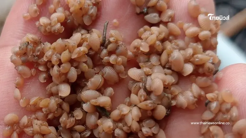 สำเร็จแล้ว เพาะเลี้ยงลูกหอยแครง จากโรงเพาะฟักสู่บ่อดิน