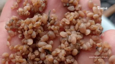 สำเร็จแล้ว เพาะเลี้ยงลูกหอยแครง จากโรงเพาะฟักสู่บ่อดิน