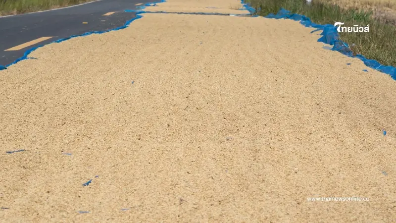 ตร.สุรินทร์เตือนชาวนา ห้ามตากข้าวบนถนนหลวง หลังเกิดเหตุสลด