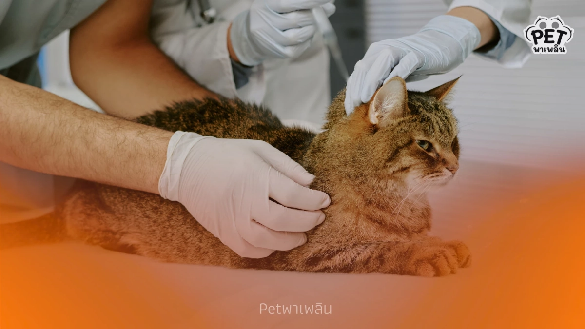 เตือนทาสแมว! อย่าฉีดยาคุมเด็ดขาด เสี่ยงโรคร้ายถึงชีวิต เตือนทาสแมว! อย่าฉีดยาคุมเด็ดขาด เสี่ยงโรคร้ายถึงชีวิต