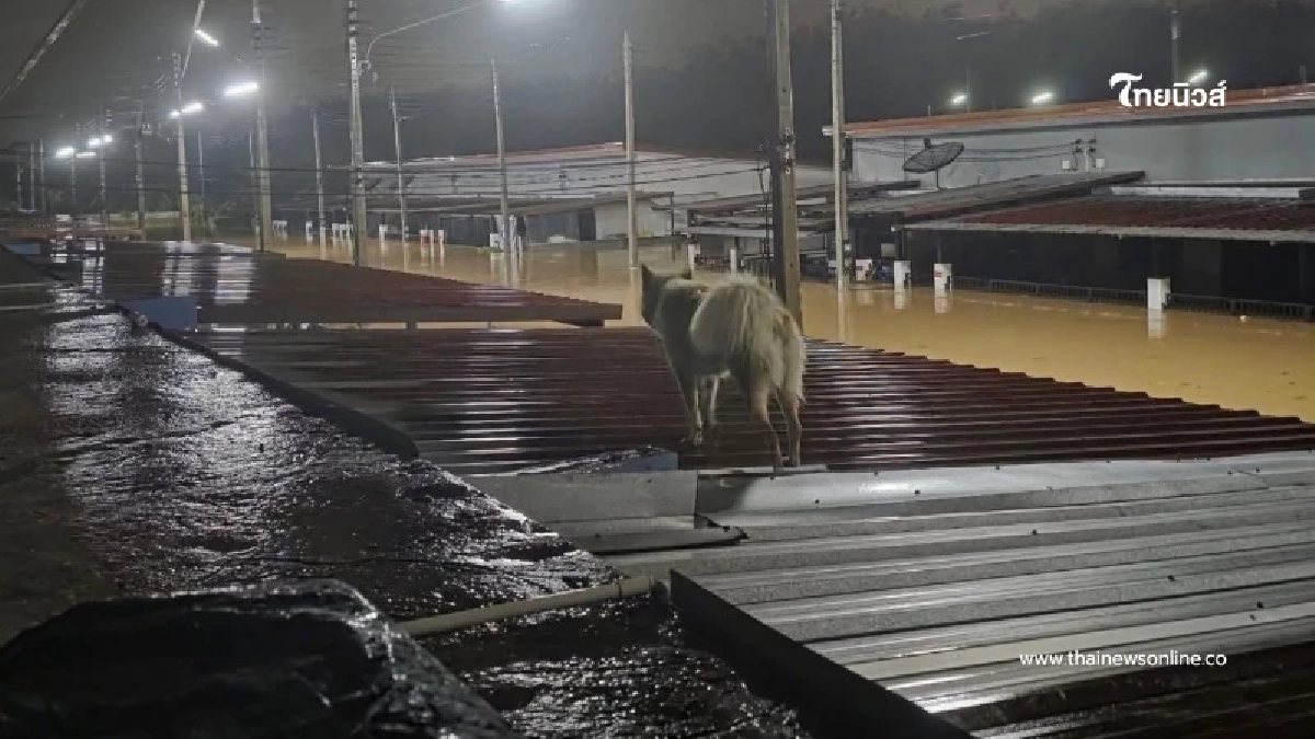 น้ำท่วมมิดหลังคา หลายครอบครัว-น้องหมาติดค้าง ไร้อาหาร-ไร้เรือช่วย