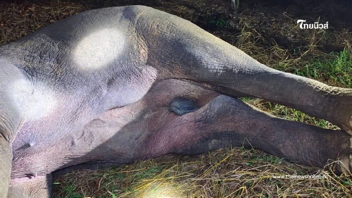 "ชัยวัฒน์" สลดใจ "พลายม้วน" จากไปอย่างน่าเศร้า หลังโดนไฟฟ้าช็อต "ชัยวัฒน์" สลดใจ "พลายม้วน" จากไปอย่างน่าเศร้า หลังโดนไฟฟ้าช็อต