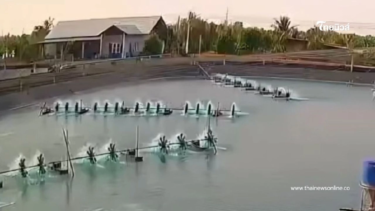 สลดคนงานบ่อกุ้งถูกเครื่องยอยเกี่ยวขากางเกง หมุนฟาดร่าง 16 ครั้ง